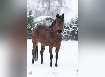 Quarter horse américain, Jument, 4 Ans, 160 cm, Roan-Bay