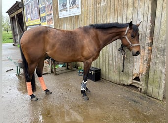 Quarter horse américain, Jument, 4 Ans, 162 cm, Bai