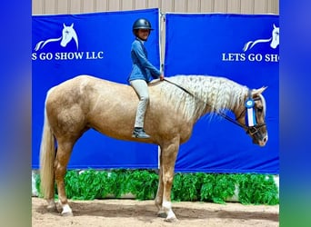 Quarter horse américain, Jument, 4 Ans, 163 cm, Palomino