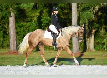 Quarter horse américain, Jument, 4 Ans, 163 cm, Palomino