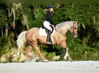 Quarter horse américain, Jument, 4 Ans, 163 cm, Palomino