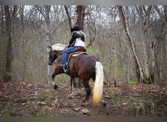 Quarter horse américain, Jument, 4 Ans, 173 cm