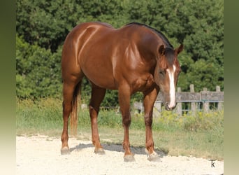 Quarter horse américain, Jument, 4 Ans, Alezan cuivré