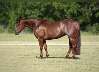 Quarter horse américain, Jument, 4 Ans, Alezan cuivré