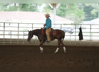 Quarter horse américain, Jument, 4 Ans, Alezan cuivré