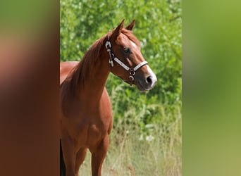 Quarter horse américain, Jument, 4 Ans, Alezan