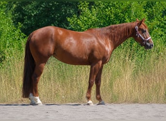 Quarter horse américain, Jument, 4 Ans, Alezan