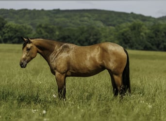Quarter horse américain, Jument, 4 Ans, Buckskin