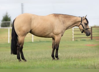 Quarter horse américain, Jument, 4 Ans, Buckskin