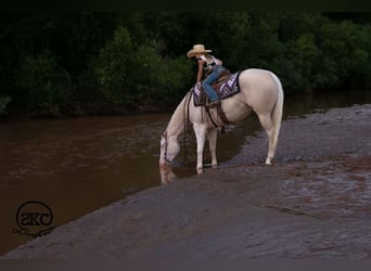 Quarter horse américain, Jument, 4 Ans, Cremello