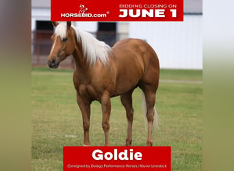 Quarter horse américain, Jument, 4 Ans, Palomino