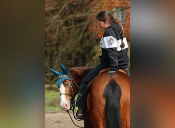 Quarter horse américain, Jument, 4 Ans
