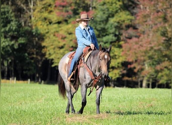 Quarter horse américain, Jument, 4 Ans, Roan-Bay
