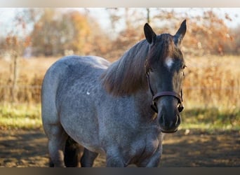 Quarter horse américain, Jument, 4 Ans, Rouan Bleu