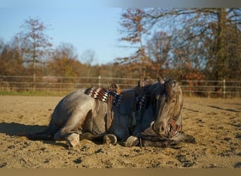 Quarter horse américain, Jument, 4 Ans, Rouan Bleu