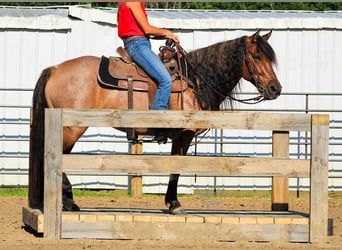 Quarter horse américain, Jument, 5 Ans, 140 cm, Roan-Bay