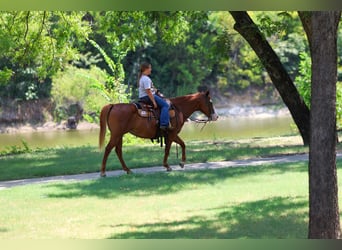 Quarter horse américain, Jument, 5 Ans, 142 cm, Alezan cuivré