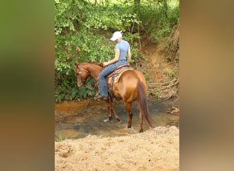 Quarter horse américain, Jument, 5 Ans, 142 cm, Alezan cuivré