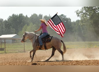 Quarter horse américain, Jument, 5 Ans, 142 cm, Gris pommelé
