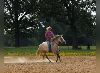 Quarter horse américain, Jument, 5 Ans, 142 cm, Gris pommelé