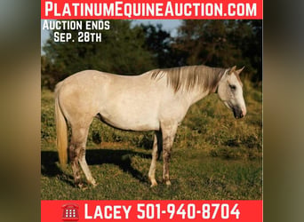 Quarter horse américain, Jument, 5 Ans, 142 cm, Gris pommelé