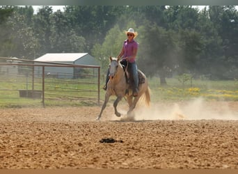 Quarter horse américain, Jument, 5 Ans, 142 cm, Gris pommelé