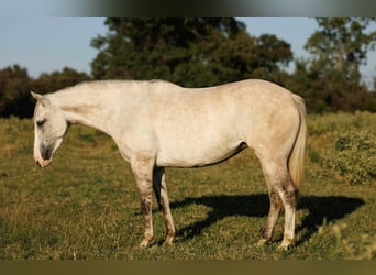 Quarter horse américain, Jument, 5 Ans, 142 cm, Gris pommelé