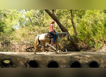 Quarter horse américain, Jument, 5 Ans, 142 cm, Gris pommelé