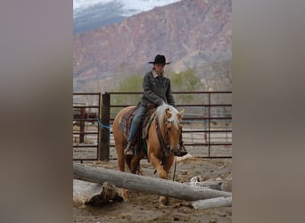 Quarter horse américain, Jument, 5 Ans, 142 cm, Palomino