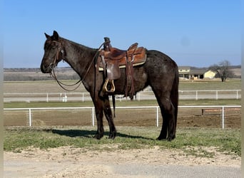 Quarter horse américain, Jument, 5 Ans, 142 cm, Rouan Bleu
