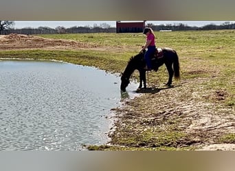 Quarter horse américain, Jument, 5 Ans, 142 cm, Rouan Bleu