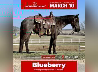 Quarter horse américain, Jument, 5 Ans, 142 cm, Rouan Bleu