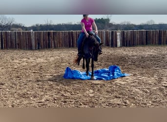 Quarter horse américain, Jument, 5 Ans, 142 cm, Rouan Bleu