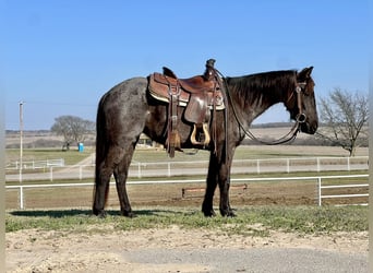 Quarter horse américain, Jument, 5 Ans, 142 cm, Rouan Bleu