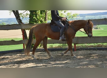 Quarter horse américain, Jument, 5 Ans, 145 cm, Alezan