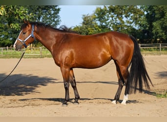 Quarter horse américain, Jument, 5 Ans, 145 cm, Bai