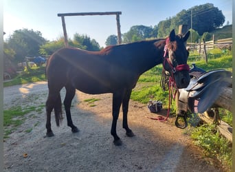 Quarter horse américain, Jument, 5 Ans, 145 cm, Noir