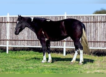 Quarter horse américain, Jument, 5 Ans, 145 cm, Overo-toutes couleurs
