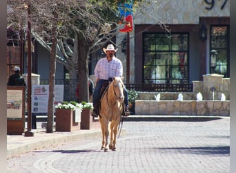 Quarter horse américain, Jument, 5 Ans, 145 cm, Palomino