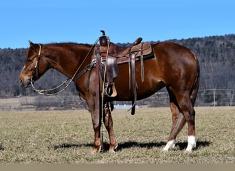 Quarter horse américain, Jument, 5 Ans, 147 cm, Alezan cuivré