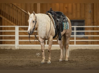 Quarter horse américain, Jument, 5 Ans, 147 cm, Palomino