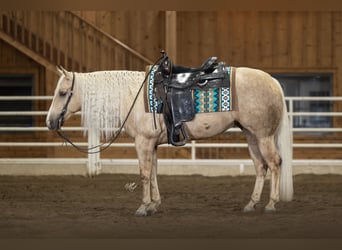 Quarter horse américain, Jument, 5 Ans, 147 cm, Palomino