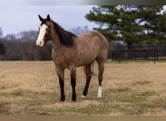 Quarter horse américain, Jument, 5 Ans, 147 cm, Roan-Bay
