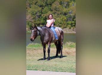 Quarter horse américain, Jument, 5 Ans, 147 cm, Roan-Bay