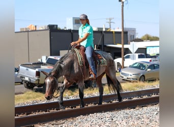 Quarter horse américain, Jument, 5 Ans, 147 cm, Roan-Bay