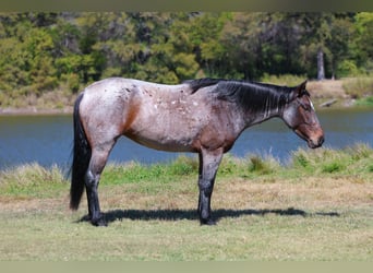 Quarter horse américain, Jument, 5 Ans, 147 cm, Roan-Bay