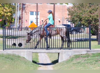 Quarter horse américain, Jument, 5 Ans, 147 cm, Roan-Bay