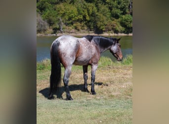 Quarter horse américain, Jument, 5 Ans, 147 cm, Roan-Bay