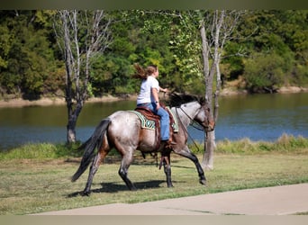 Quarter horse américain, Jument, 5 Ans, 147 cm, Roan-Bay