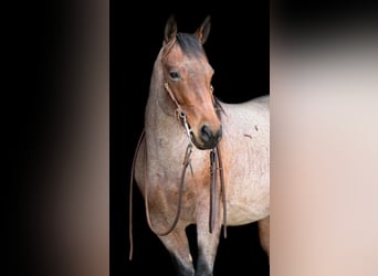 Quarter horse américain, Jument, 5 Ans, 147 cm, Roan-Bay